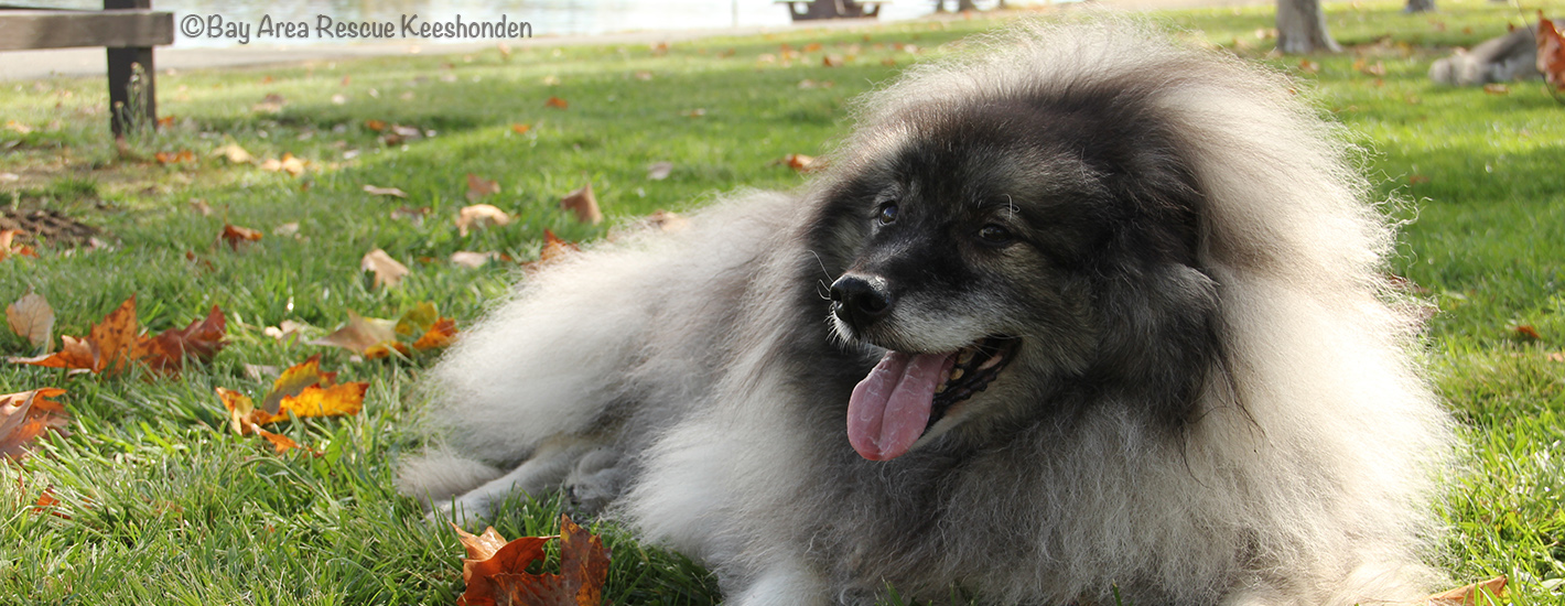 Best brush shop for keeshond