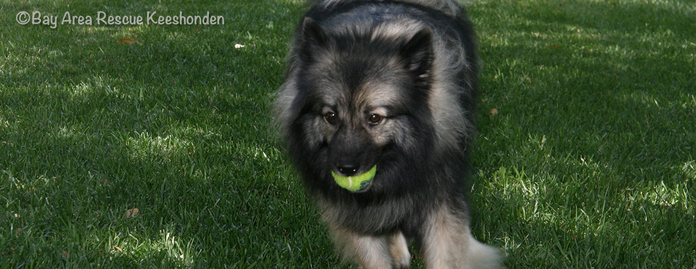 Keeshond rescue 2024 near me