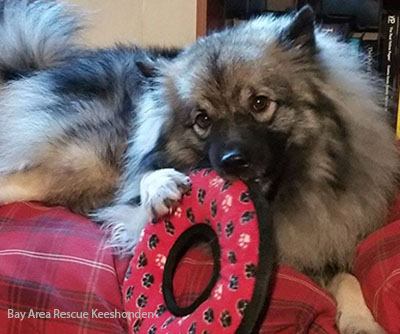 Keeshond rescue deals near me